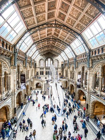 The central hall of a natural history museum